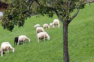 Kırmızı ette çözüm ithalat değil küçükbaş tüketiminden geçer