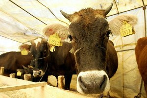 Kurbanlık hayvan sayısı azaldı