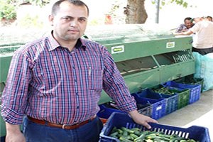 Ödemiş te Salatalık Üreticisi İkinci Hasat İçin Gün Sayıyor