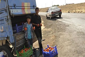 Siverekli Çiftçi Ürününü Tarla Başında Satıyor