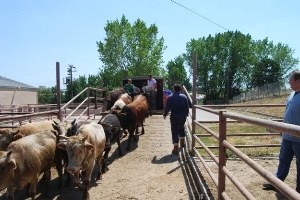 Tekirdağ da 40 Kaçak Dana Yakalandı