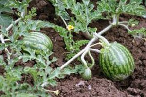 Hayvanlara Yem Olan Tekirdağ ın Meşhur Karpuzuna Destek