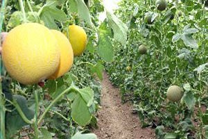 Üretici Bıyıklı Kavunu nu Marka Yapmak İstiyor