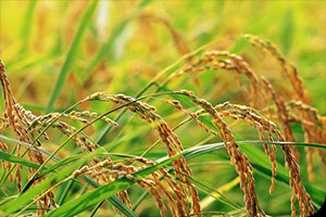 İpsala daki Çeltik Üretimi