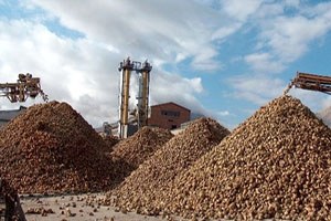 Elbistan da Şeker Pancarı Kampanya Dönemi 17 Eylül de Başlıyor