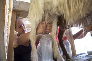 Keçi sağmak için 6 bin lira ödüyorlar