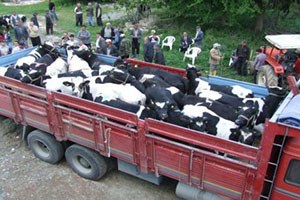 Kurban Sevkiyatında Terör Korkusu