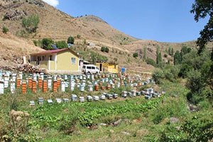 Oltu da Bal Sezonu Başlıyor