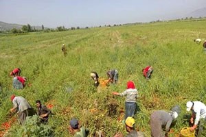 Suriyeliler Aydın da Tarım İşçiliğine Yöneldi