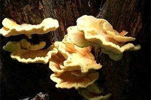 Zehirli Mantara Dikkat