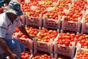 Adilcevaz da Domates Hasadı Başladı