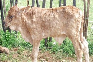 Adsyb den Yetiştiricilere Çiçek Hastalığı Uyarısı