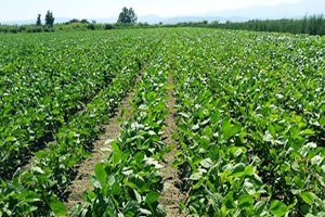 Aydın da Soya Ekim Alanları Arttı
