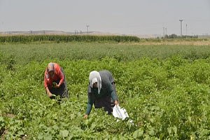 Bismil deki Bostanda Dayanışmanın Ağları Örülüyor