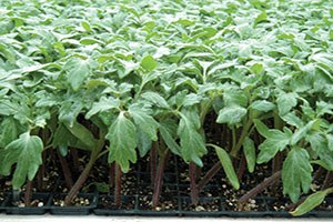 Kumluca da Örtü Altı Sebze Üretimi İçin Fide Üretimi Başladı