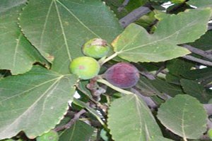 İncir Dalında Çürüyor Üreticiye Göre Sebebi Jeotermal