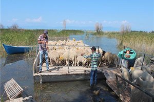 Koyun sürüleri salla adaya taşınıyor
