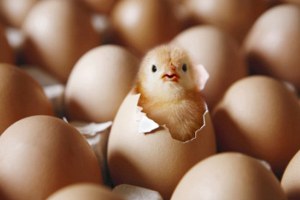 Kuş gribi nin sektöre kaybı 200 milyon TL