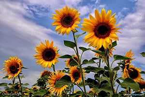Lüleburgaz da Ayçiçeği Hasat Hazırlıkları Tamamlandı