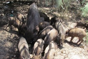 Aydın Çiftçisine Domuzlar Musallat Oldu