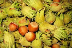 Düzce de Hasata Başlayan Çiftçinin Fındıkları Çalındı