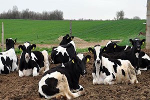 Hayvanlardaki çiçek hastalığıyla mücadele sonuç vermeye başladı