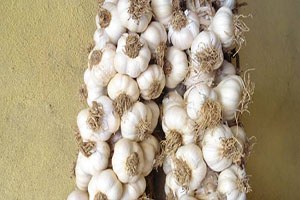 Kastamonu sarımsak üretiminde ilk sırada