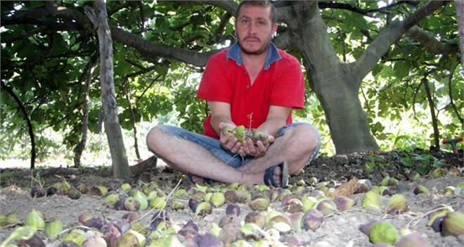 Siyah İnciri Yağmur Vurdu