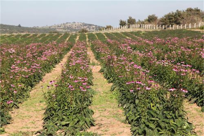 Tire de Ekinezya Tarımı