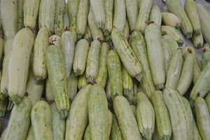 Şekli Bozuk Olan Kabak Diğerlerine Göre Daha Sağlıklı