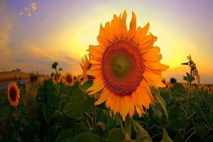 Türkiye nin ayçiçeği politikası yabancı çiftçiye kazandırıyor