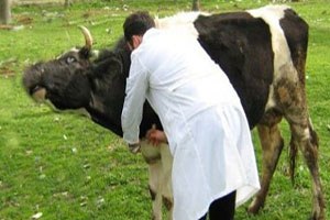 Manavgat ta 22 bin 750 büyükbaşa şap aşısı yapıldı