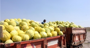 Çorum da Kavun Hasadı Başladı