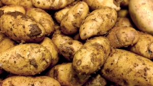 Van da Patates Üretimi İçin Çağrı