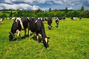 Bakanlık görüşü İthalat çözüm değil