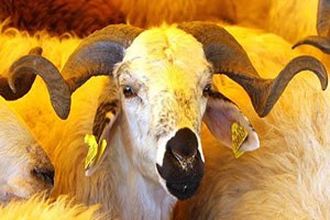 Türkiye Diyanet Vakfı kurban fiyatlarını açıkladı