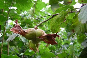 Giresun da Fındık Fiyatı Sezona 12 Liradan Başladı