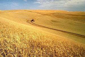 Hasatta Dane Kaybı Milli Ekonomiye Zarar Veriyor