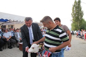 Hisarcık ta en Güzel Buzağı Yarışması