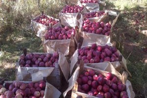 Niğde de Erkenci Elma Hasadı Başladı