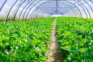 Sivas ta Seralarda Sebze Hasadı Başladı