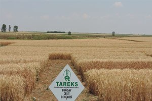 Türkiye nin yeni buğdayı
