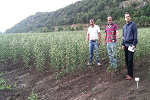 Yerel Elma Çeşitleri Tespit Ediliyor