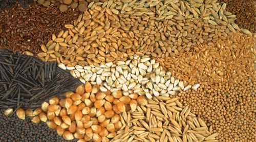 Hububat Tohumluğu Fiyatları Açıklandı