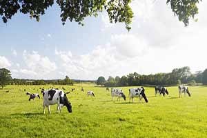 Yüksek girdi maliyeti kıskacındaki kırmızı ette arz yetersiz talep yüksek