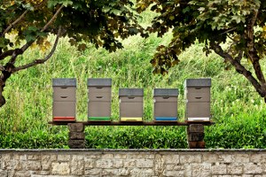 Muratlı da Bal Ormanı Kurulacak