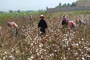 Beyaz Altın In Ekim Alanları Daraldı İthalatı Arttı