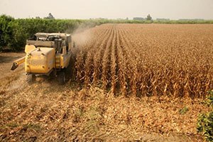 Beyaz altın ın yerini sarı inci aldı
