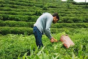 ÇAYKUR ödemeleri ay sonuna kadar tamamlayacak