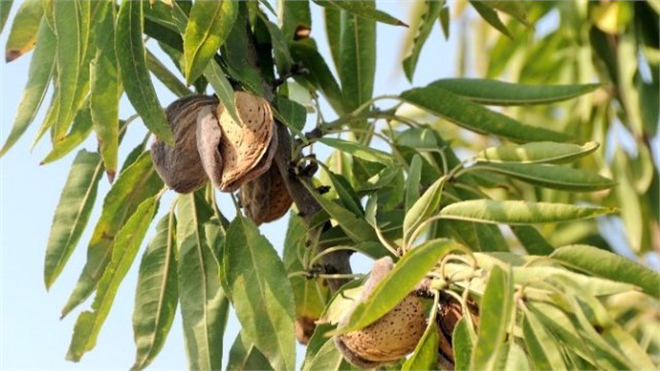 Ceyhan da Badem Hasadı Zamanı